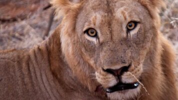 8 Day Kruger in Depth (G Adventures)