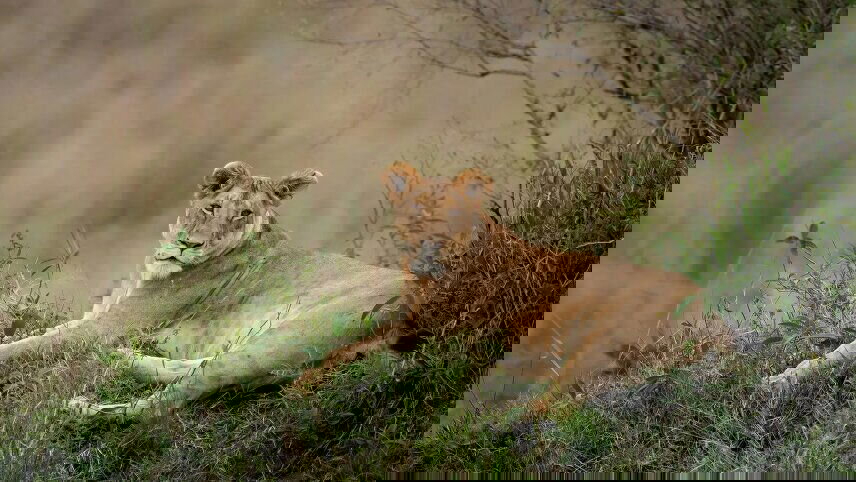 Signature: South Africa's Kruger National Park