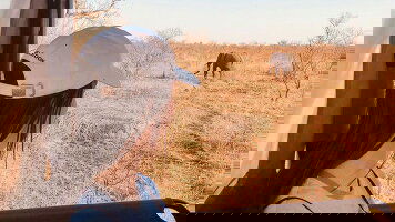 18 Day Ultimate African Safari: Kruger, Hwange, Chobe, & the Okavango Delta (G Adventures)