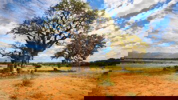 16 Day Kruger Safari & The Garden Route (G Adventures)