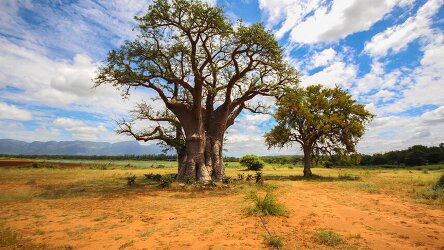 16 Day Kruger Safari & The Garden Route (G Adventures)