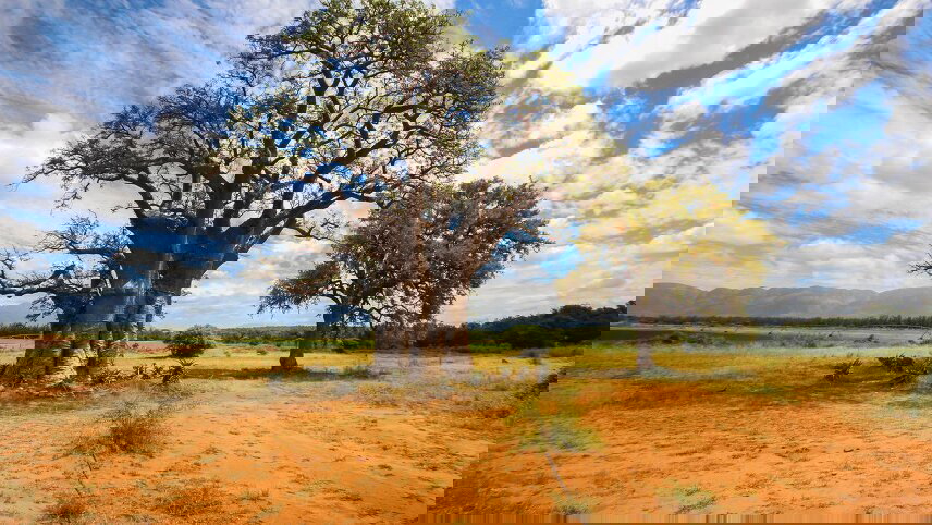 Kruger Safari & The Garden Route