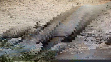 15 Day Southern Africa Overland Safari & Participation Camping (G Adventures)