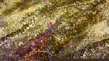 10 Day South Africa & Zimbabwe Discovery: Kruger to Victoria Falls (G Adventures)