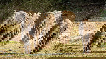 12 Day Journeys: Explore Southern Africa (G Adventures)