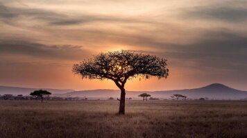 8 Day Signature: Tanzania’s Serengeti, Tarangire & Ngorongoro Crater (G Adventures)