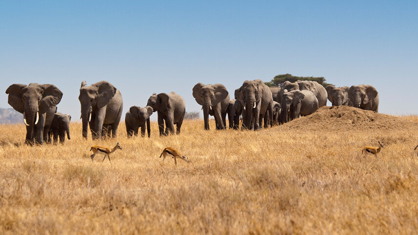 Incredible Tanzania: Serengeti to Zanzibar