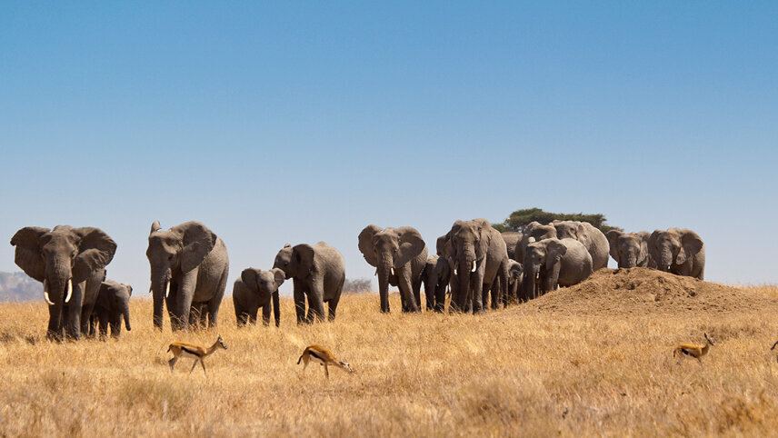 Tanzania: The Serengeti, Ngorongoro Crater & Local Flavours