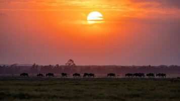 22 Day Signature: Tanzania, Kenya & Rwanda — Savannah to the Rainforest (G Adventures)