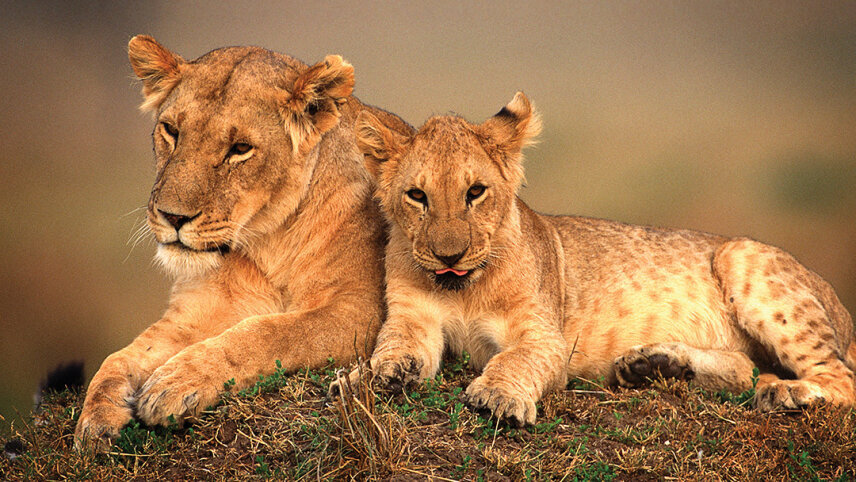 Signature: Tanzania, Kenya & Rwanda — Savannah to the Rainforest