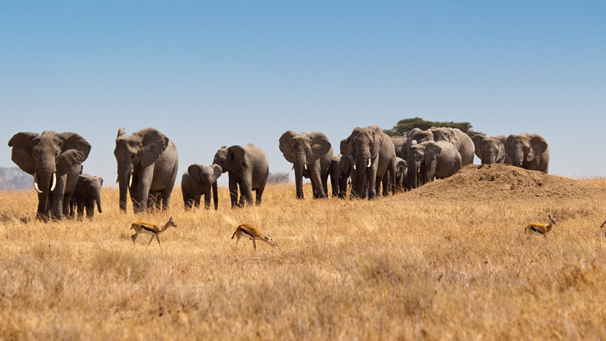 Signature: Tanzania, Kenya & Rwanda — Savannah to the Rainforest