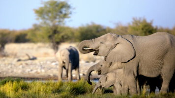 15 Day Signature: Tanzania & Kenya — Serengeti to the Maasai Mara (G Adventures)