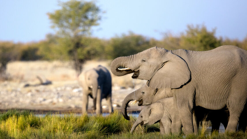 Signature: Tanzania & Kenya — Serengeti to the Maasai Mara