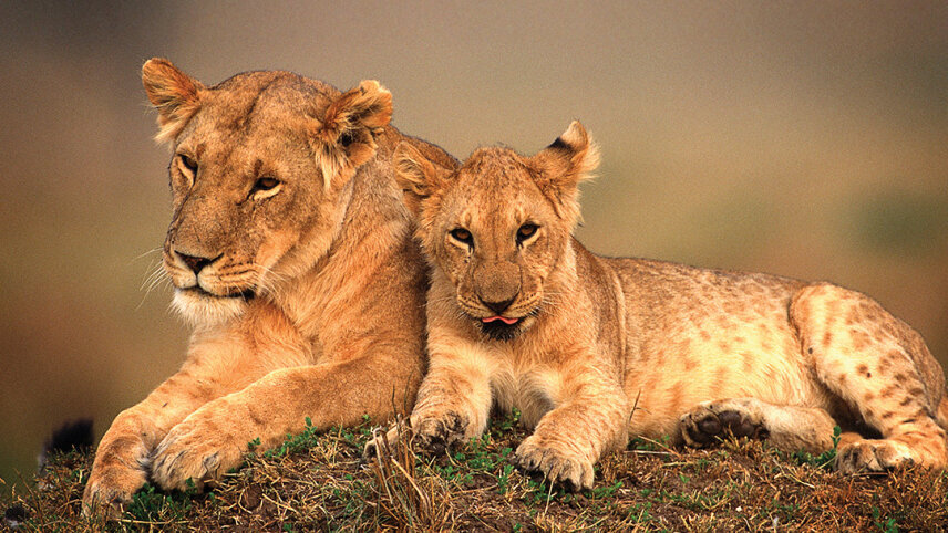 Signature: Tanzania & Kenya — Serengeti to the Maasai Mara