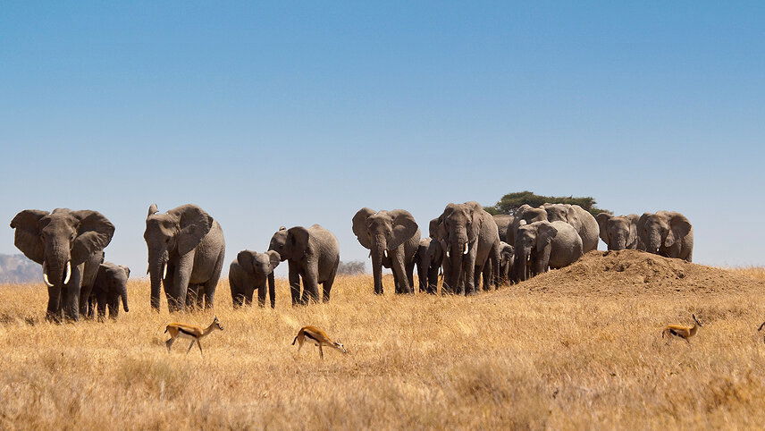 Serengeti & Zanzibar Overland Safari