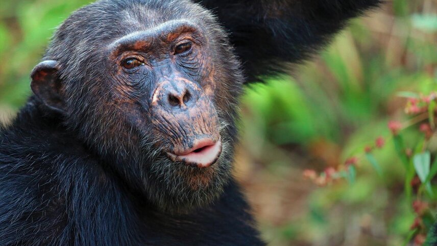 Tanzania: Chimp Trekking & Serengeti Safari