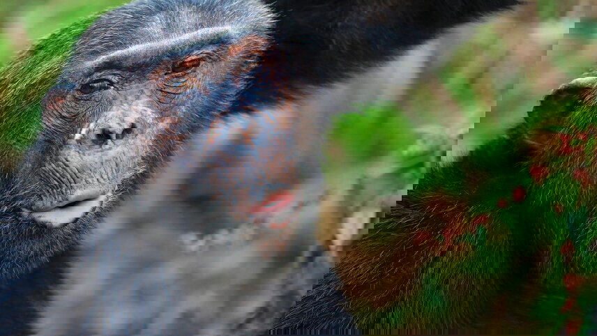 Tanzania: Chimp Trekking & Serengeti Safari