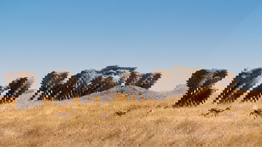 Tanzania: Chimp Trekking & Serengeti Safari