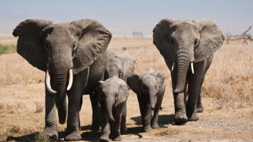 18 Day Tanzania: Kilimanjaro, the Serengeti & Zanzibar (G Adventures)