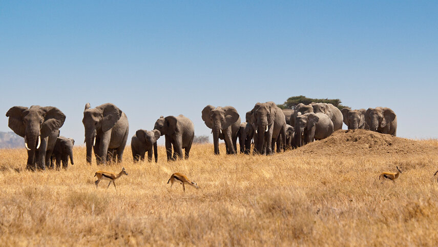 Tanzania: Kilimanjaro's Lemosho Route & Serengeti Safari