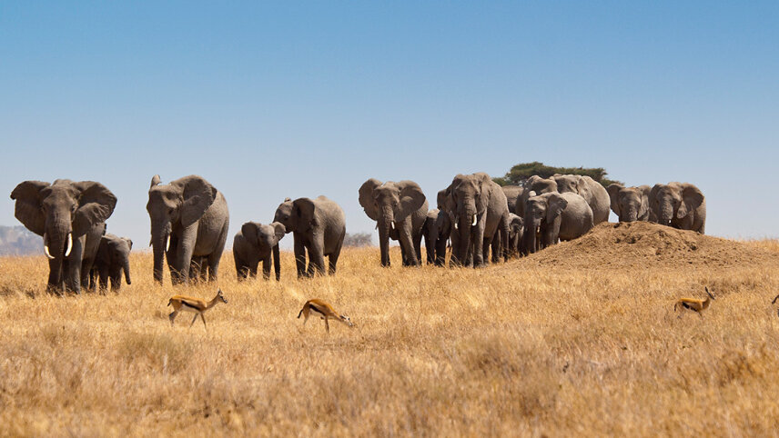 Tanzania: Kilimanjaro's Machame Route & Serengeti Wildlife