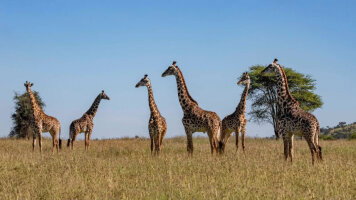 10 Day Tanzania & Zanzibar: The Serengeti, Ngorongoro Crater & Island Shores (G Adventures)