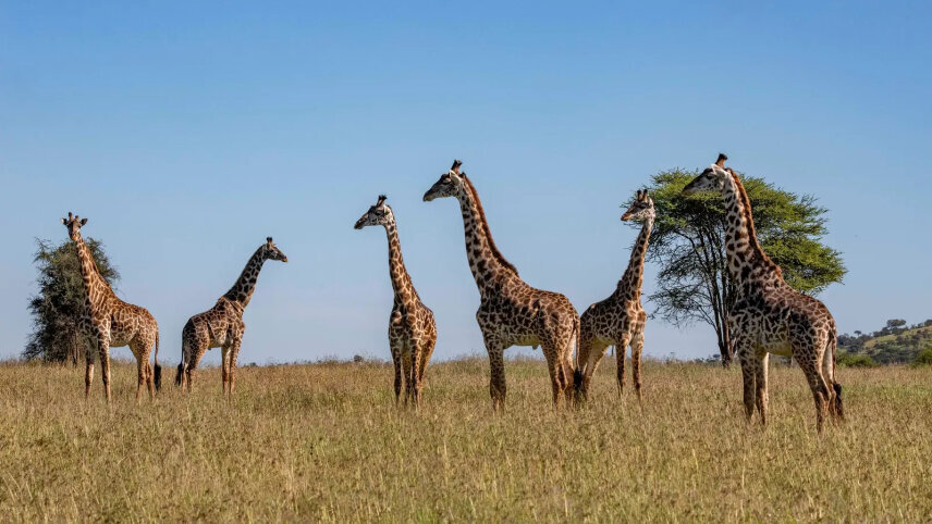 Tanzania & Zanzibar: The Serengeti, Ngorongoro Crater & Island Shores