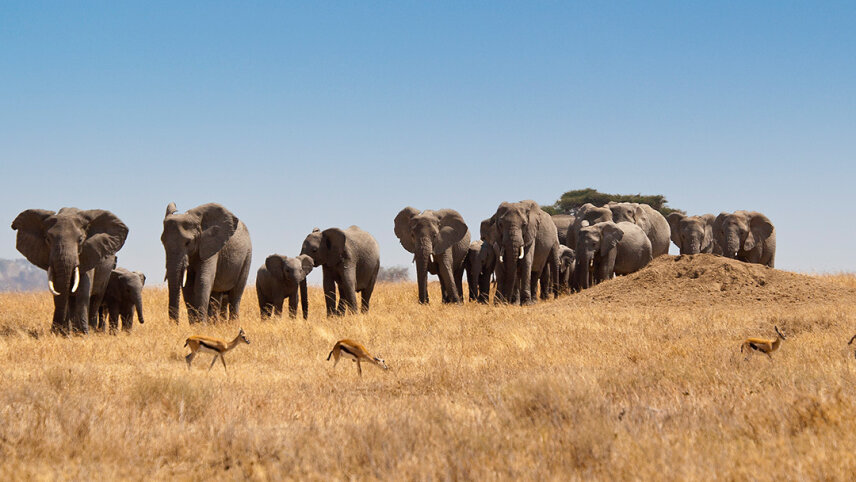 Tanzania & Zanzibar: The Serengeti, Ngorongoro Crater & Island Shores