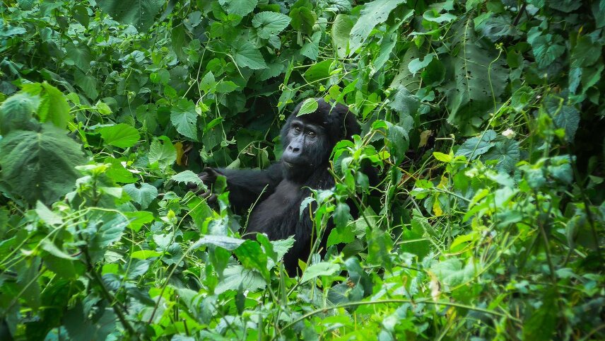 Gorillas of Uganda Overland Safari