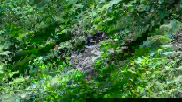 9 Day Gorillas of Uganda Overland Safari & Participation Camping (G Adventures)