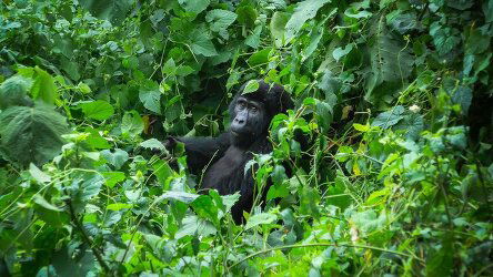 9 Day Gorillas of Uganda Overland Safari (G Adventures)