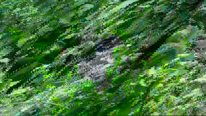 Gorillas of Uganda Overland Safari & Participation Camping