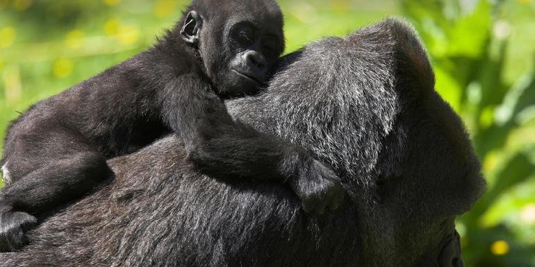 Uganda Overland: Gorillas & Chimps