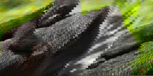 9 Day Uganda Overland: Gorillas & Chimps (G Adventures)