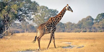 8 Day Kruger, Falls & Zimbabwe: Mineral Pools & National Parks (G Adventures)