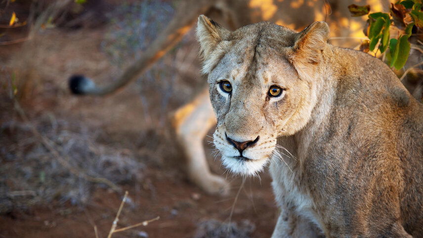 Victoria Falls to South Africa Overland Safari