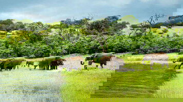 7 Day Zimbabwe & Botswana Safari: Victoria Falls & The Big Five (G Adventures)