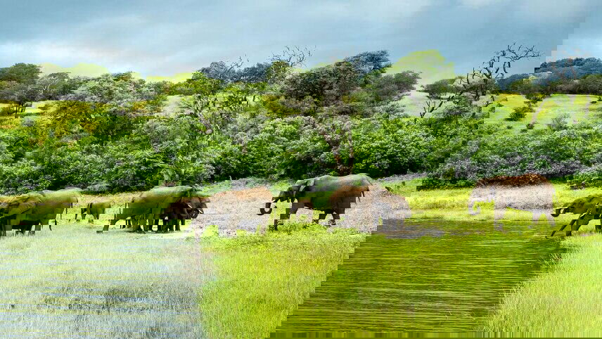 Zimbabwe & Botswana Safari: Victoria Falls & The Big Five