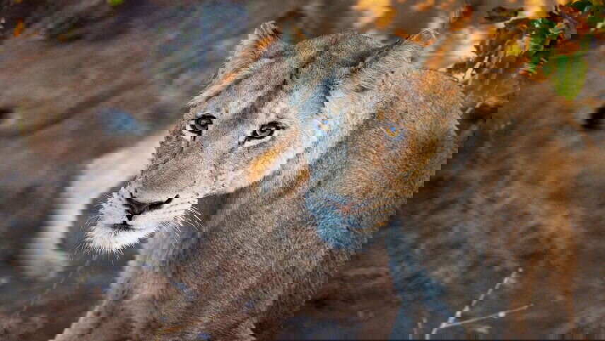 Zimbabwe, Botswana, South Africa Overland Safari & Participation Camping