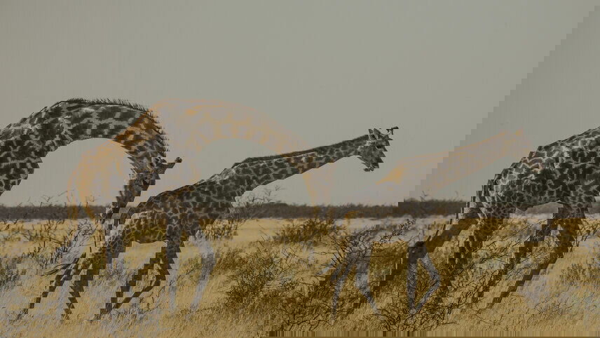 Victoria Falls to Cape Town Overland Safari & Participation Camping