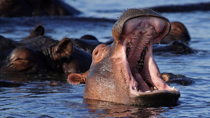 Zimbabwe and Botswana: Chobe, Hwange & the Wildlife of Victoria Falls