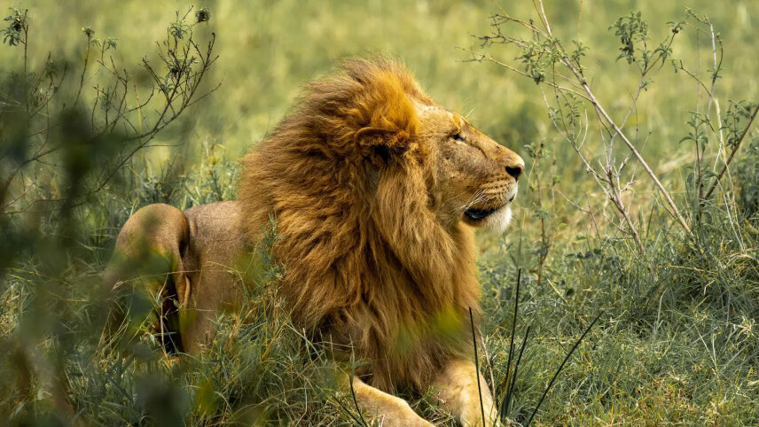 Signature: Zimbabwe & Botswana, Wild by Nature