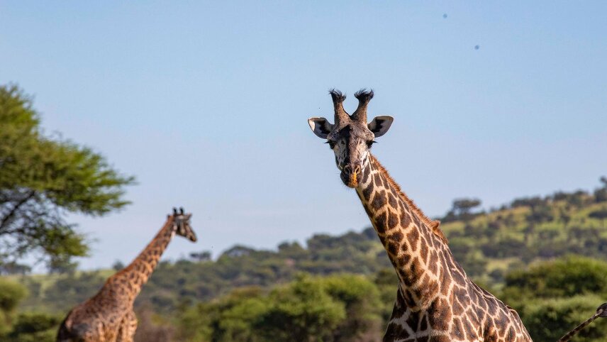 Zimbabwe to Kenya Overland Safari