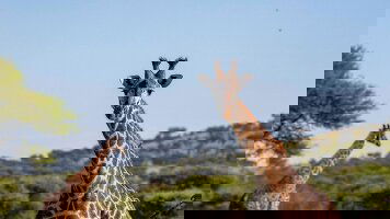 20 Day Zimbabwe to Kenya Overland Safari & Participation Camping (G Adventures)