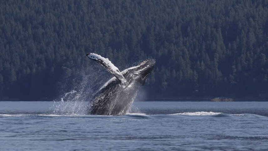 Vancouver Island: Victoria, the Broken Group Islands & Salt Spring
