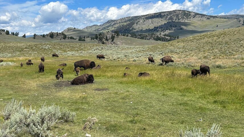 Iconic Wildlife of Yellowstone & Grand Teton