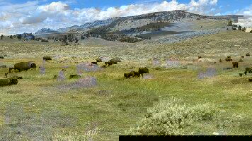 7 Day Journeys: Iconic Wildlife of Yellowstone and Grand Teton (G Adventures)