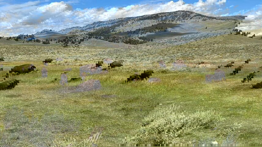 Journeys: Iconic Wildlife of Yellowstone and Grand Teton