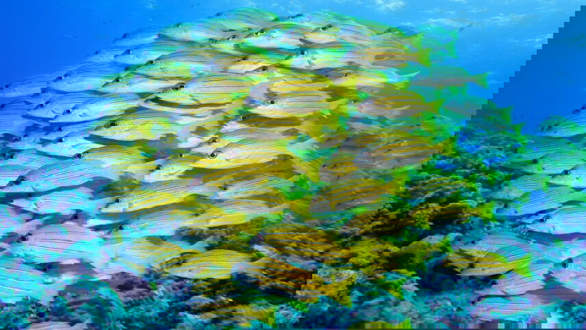 Signature: Palau’s Rock Islands & Underwater Serengeti