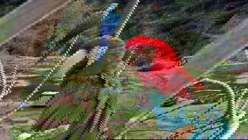 Amazon to the Andes (Machu Picchu by Train)